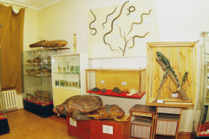 Зоологический музей. 1972 г.